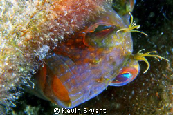 Another blenny. by Kevin Bryant 